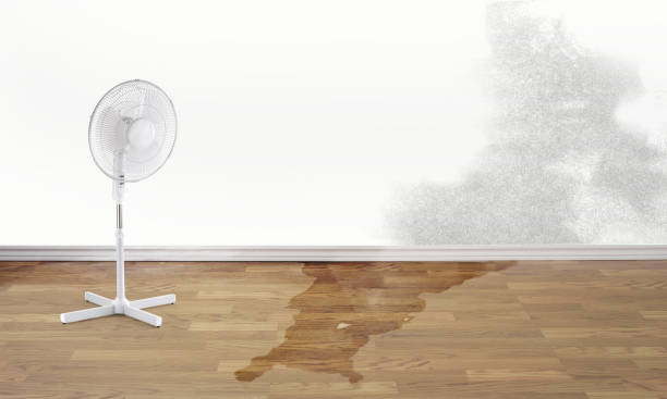 Best Professional water damage repair  in Jewett City, CT